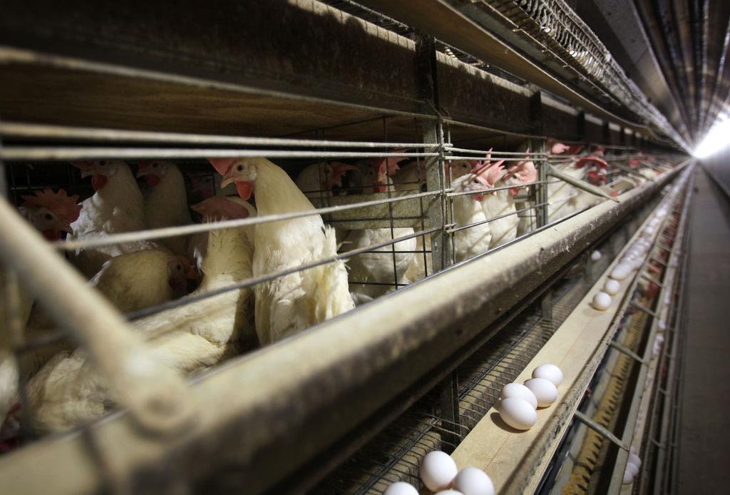 US Health Officials Confirm Four New Bird Flu Cases, In Colorado