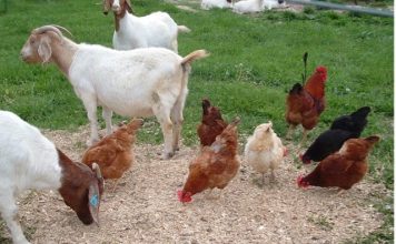 Goats-and-Chickens